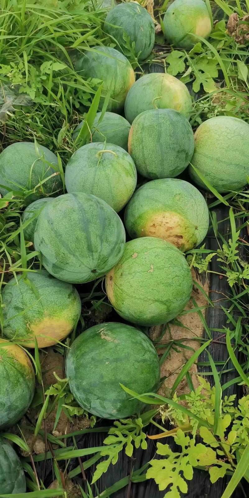 新鲜瓜皮酸上市 头批优质农产品抢先购