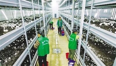 南昌安义县 智能化种植赋能企业增效，生活日用品焕发新活力