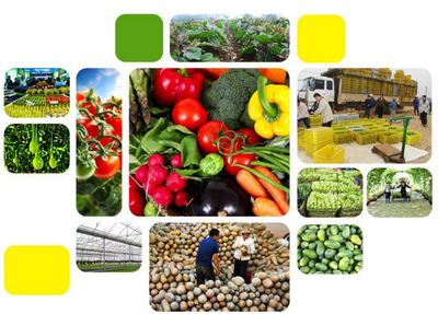 农产品创新销售模式的构建策略