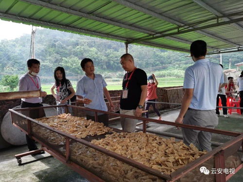 以会为媒，产销互联 三十余家企业与云安名特优农产品成功对接